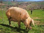 Sus_scrofa_domestica