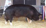 Sus_scrofa_domestica_breed_Berkshire