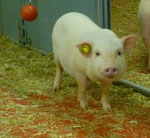 Sus_scrofa_domestica_breed_Ellegaard_Goettingen_minipig