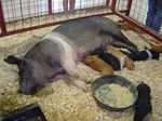 Sus_scrofa_domestica_breed_Hampshire