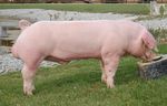 Sus_scrofa_domestica_breed_Landrace