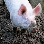 Sus_scrofa_domestica_breed_LargeWhite