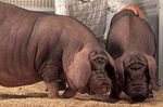 Sus_scrofa_domestica_breed_Meishan