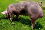 Sus_scrofa_domestica_breed_Pietrain