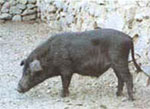 Sus_scrofa_domestica_breed_Tibetan