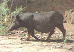 Sus_scrofa_domestica_breed_Wuzhishan