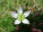 Swertia_japonica