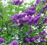 Syringa_vulgaris