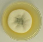 Talaromyces_pinophilus_1_95