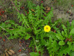 Taraxacum_kok_saghyz