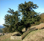 Taxus_baccata