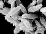 Tetrahymena_pyriformis