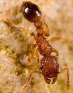 Tetramorium_bicarinatum