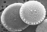 Thalassiosira_weissflogii