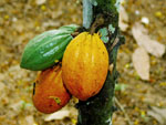 Theobroma_cacao_cultivar_B97_61_B2