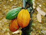 Theobroma_cacao_cultivar_Matina_1_6