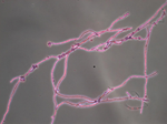 Thermothelomyces_thermophila