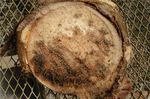 Thielaviopsis_paradoxa_JCM_6020