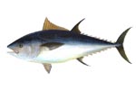 Thunnus_thynnus