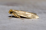 Tineola_bisselliella