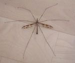 Tipula_maxima