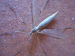 Tipula_oleracea