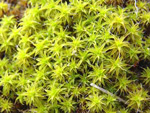 Tortula_ruralis