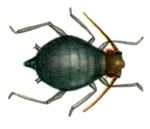 Toxoptera_citricida