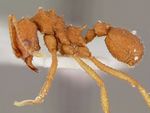 Trachymyrmex_septentrionalis