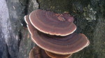 Trametes_cingulata_BRFM_1805