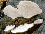 Trametes_elegans_CIRM1663