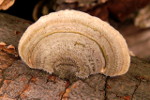 Trametes_hirsuta_072