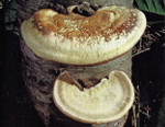 Trametes_ljubarskyi_CIRM1659