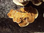 Trametes_polyzona_LMB_TM5