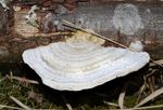 Trametes_pubescens_FBCC735