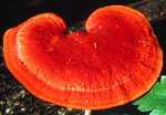 Trametes_sanguinea