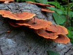 Trametes_sanguinea_BRFM_1264