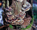 Trametes_versicolor