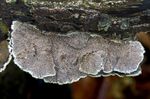 Trametes_villosa_CCMB561