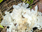 Tremella_fuciformis