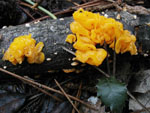 Tremella_mesenterica