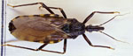 Triatoma_infestans