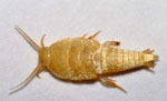 Tricholepisma_aurea