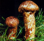 Tricholoma_matsutake