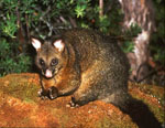 Trichosurus_vulpecula