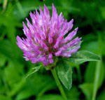 Trifolium_pratense_cultivar_Milvus_B