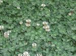 Trifolium_repens