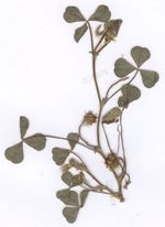 Trifolium_subterraneum_cultivar_Woogenellup