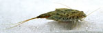 Triops_cancriformis