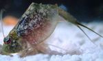 Triops_newberryi